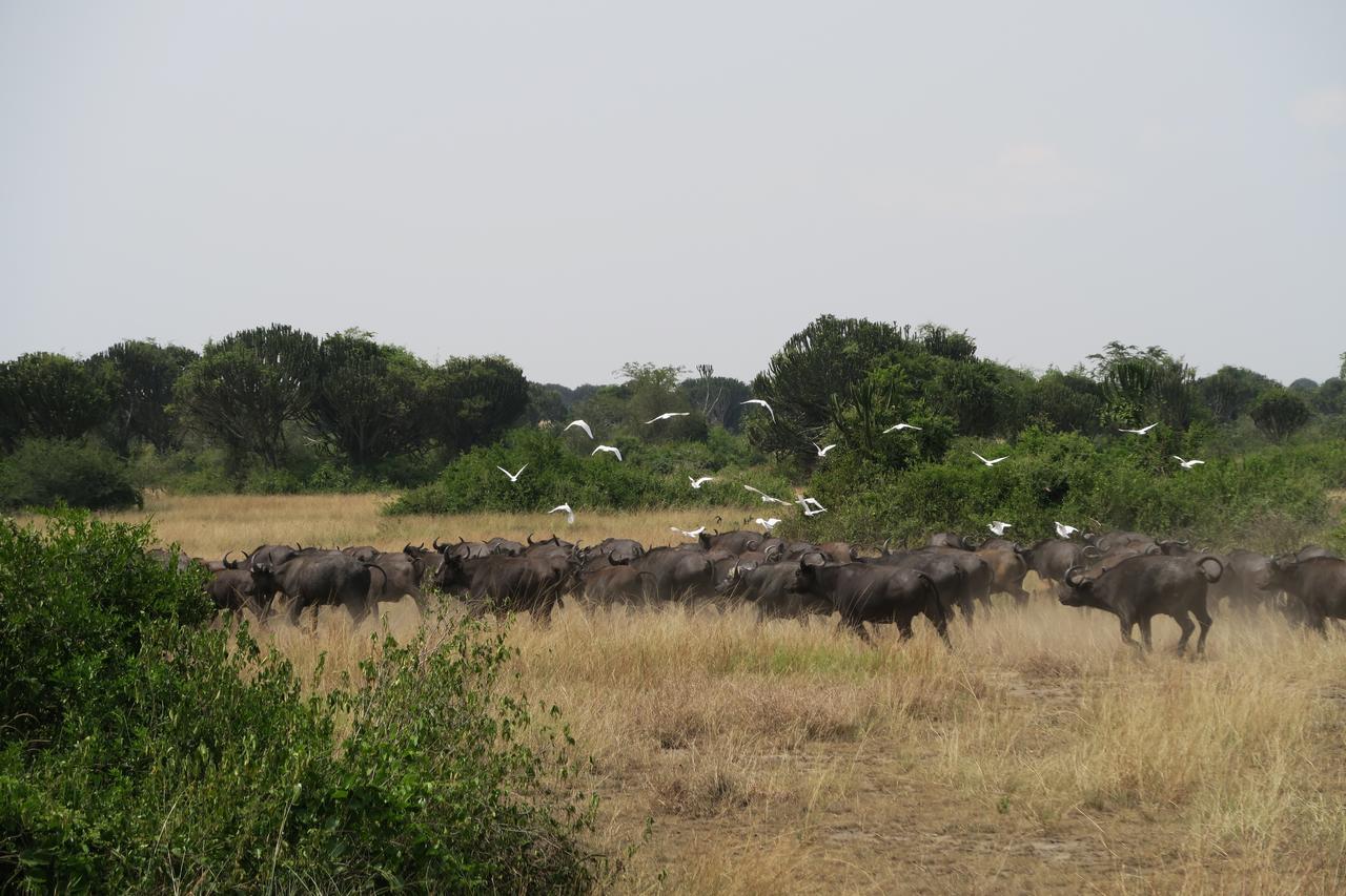 Lodge Kasenyi Retreat & *